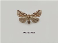 藏品(寬帶波紋蛾)的圖片